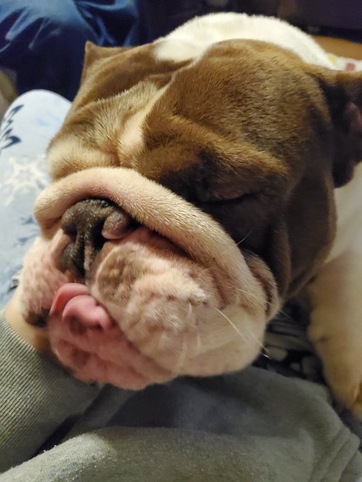 piggs