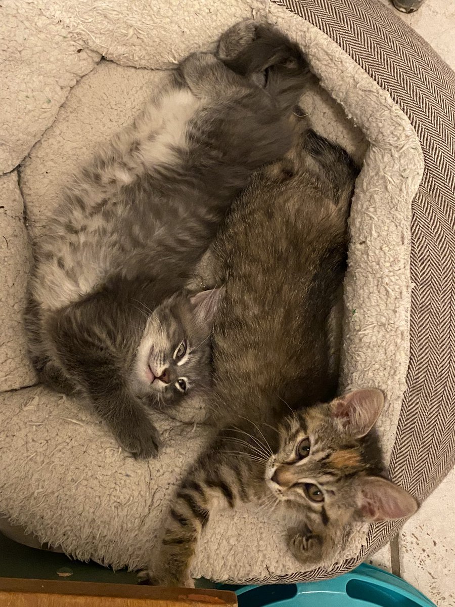 xenacaro's tweet photo. 🥲 And then there were two 🥲 

(💔) https://t.co/dwmgSGsPCI