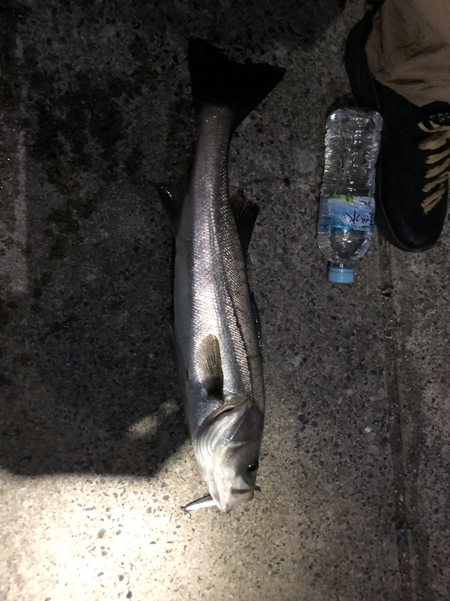 aruga_aruga's tweet photo. でか魚 https://t.co/6WtSEzAQA9