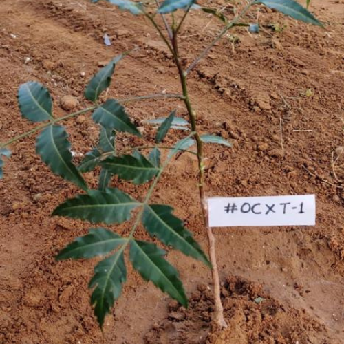OnChainStore's tweet image. #Minted OCXT#1 by 0x43aa40d5154214a36b622e2e0ed74a64ad240633

We had pre-planted few trees for our first couple of mints. More coming up.
Remember, each tree you mint = we plant a tree in the real world

#NFTMinting #NFTs #NFTCommmunity @OnChainShapeArt