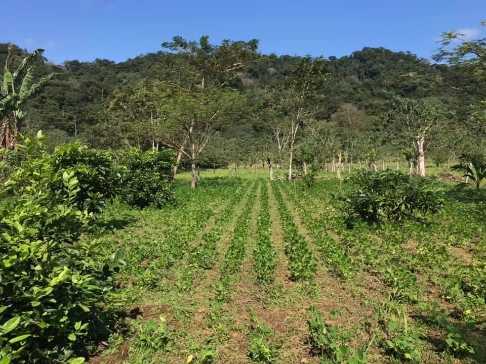 Adopt_A_Meter's tweet photo. We had the opportunity to connect with Fernando Pia from Finca GoSa Los Laureles owned by Familia Gómez Salazar. 

Finca GoSa Laureles has been regenerative since April 2018. 

You can read the whole interview on @thecarbnundrground.

#TheCarbonUnderground
#RegenerativeFarming https://t.co/U1il8Xu7TK