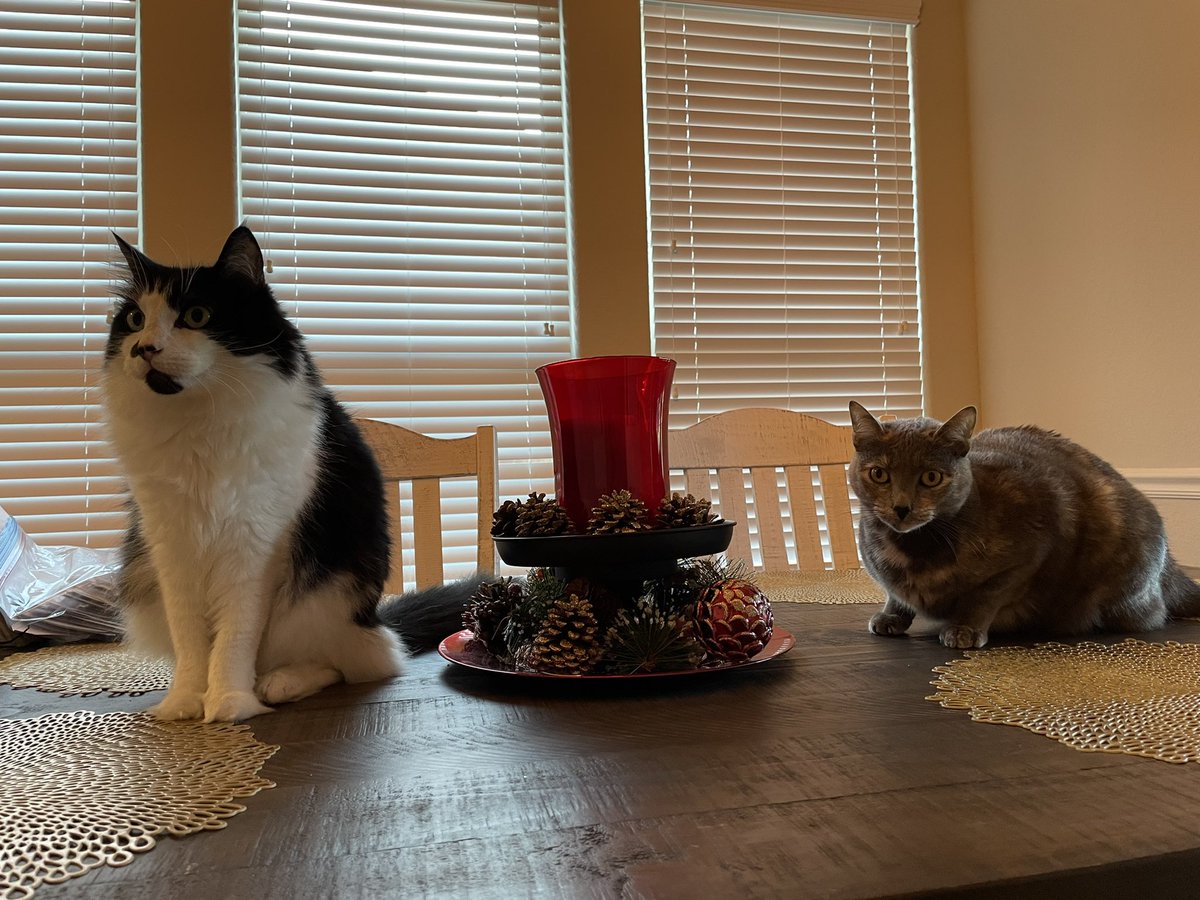 SOC_NFT's tweet photo. @algomeow @algomeow #algomeowpawtraits https://t.co/AmUC7obm8E