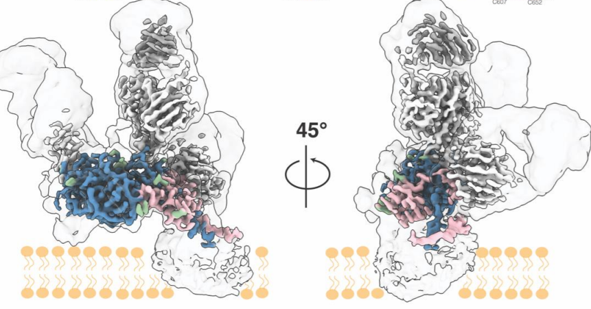 reducentropy's tweet photo. Viruses make odd #MembraneProteins
#HepatitisC
https://t.co/pURdJYDDEN https://t.co/zxoBQxNk2L