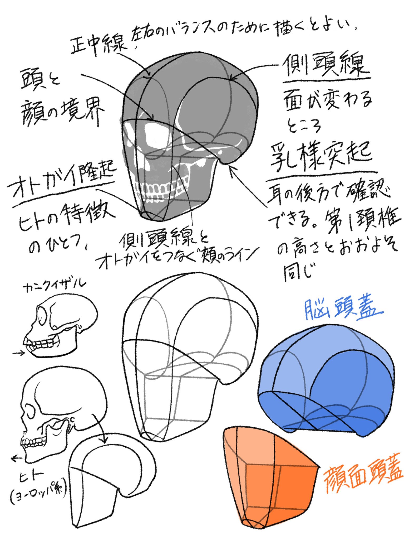 Twitter 上的伊豆の美術解剖学者 T Co Ipwfphtfih Twitter