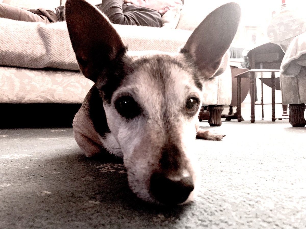 SarahCorr131's tweet photo. ❤️🐶 https://t.co/22pSmc2bQQ