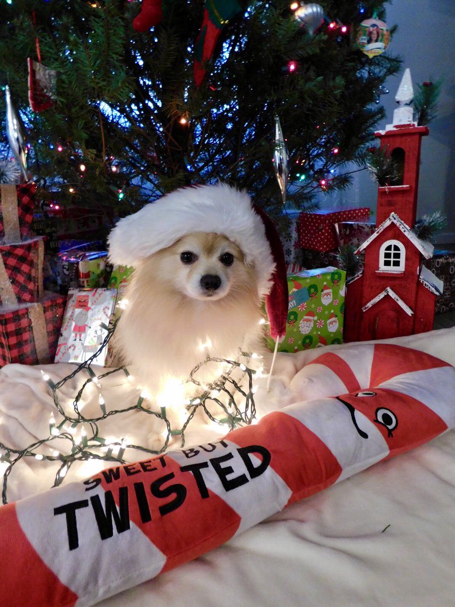 pawdunme's tweet photo. Sweet but twisted 🎅🏼 https://t.co/Go2zmVlPBP