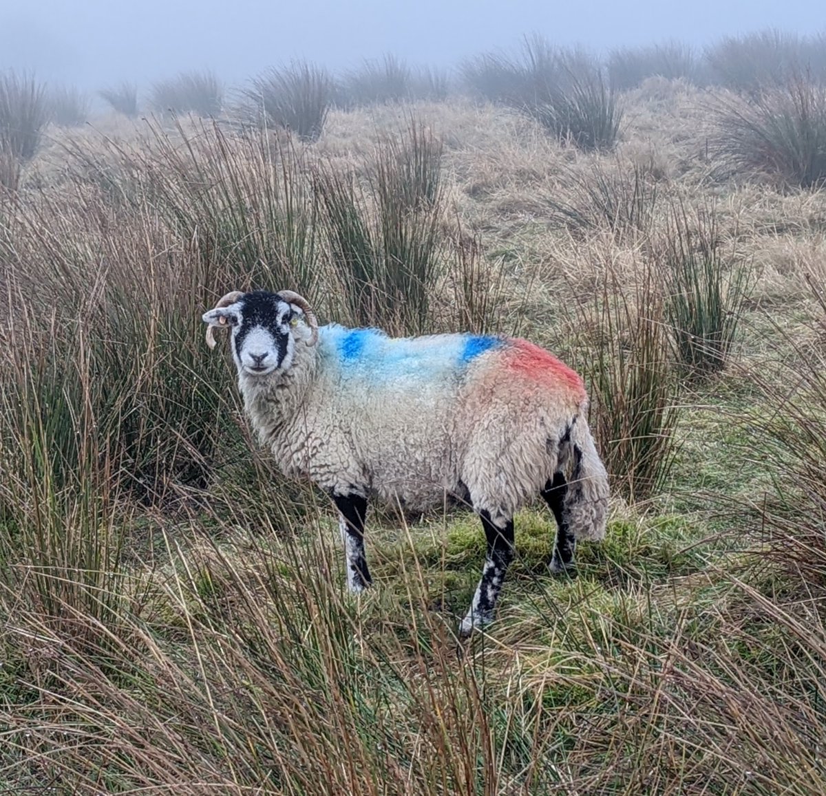 Yorkshire Moors in the mist. #oakworth #haworth #keighley #bradford #yorkshire #walkshire