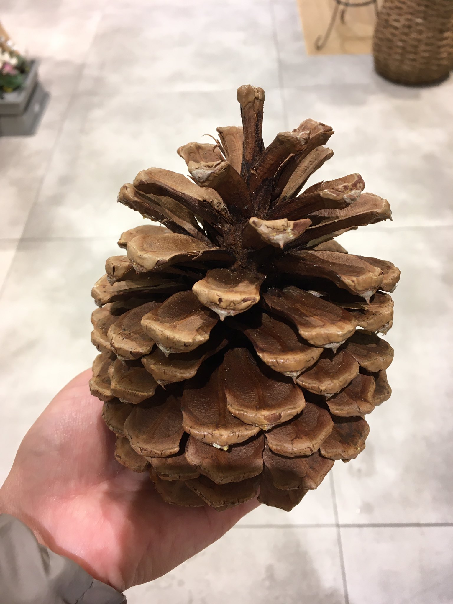 大きな松ぼっくり Twitter Search Twitter