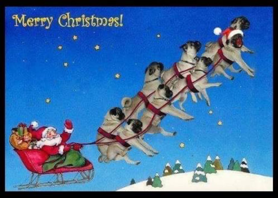 pugrescuevic's tweet photo. Santa says #AdoptDontShop 
https://t.co/PmjjtLLVDd

#Christmas #BetterThanSanta #pugs #Christmas2021 https://t.co/tVCPEOZACl
