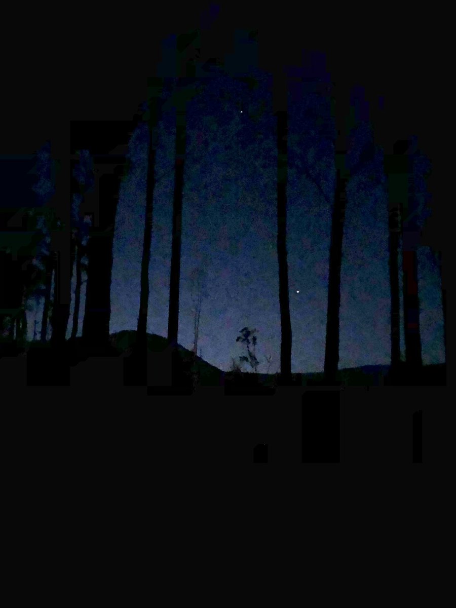 AawaWhite's tweet photo. Last night I looked a Greater Glider in the eye and it broke my heart. She was so curious, doing a funny little owlish head-bob to try and see us better. She was white with grey on her back and the tip of her absurdly long tail. The forest next door has been logged, hers is next https://t.co/wDmD3VkHVp