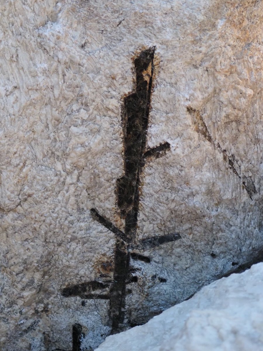 CinTyLeeEarth's tweet image. A foot long biotite blade from a pegmatite. A few incipient branches.