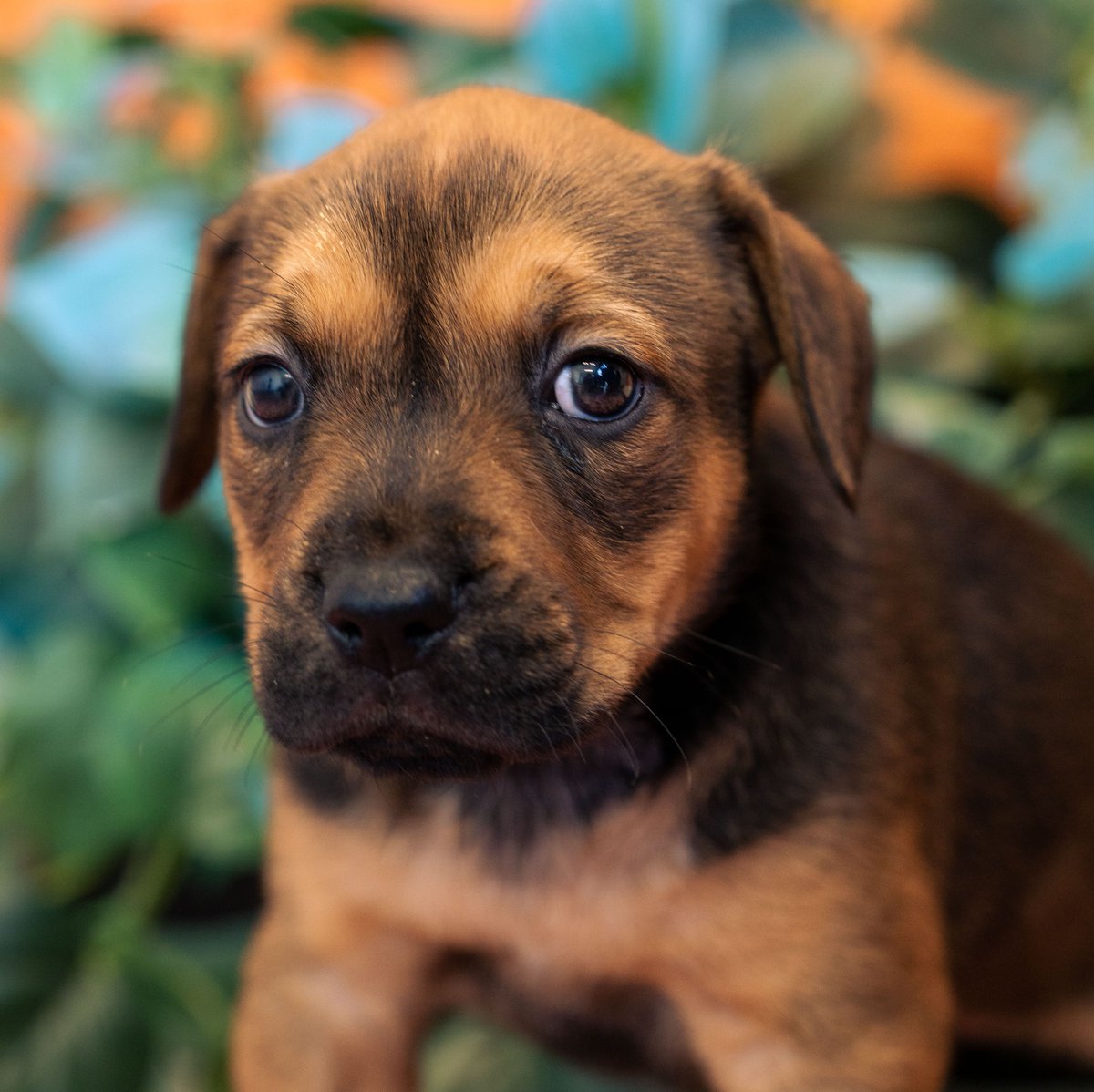 HWAC's tweet photo. As they say, life is great but CHEESE makes it better! 🧀 It's the final countdown until our Follow The Litter puppies become available as these cheesy #Cur #PlotHound blends are less than a week away from their big adoption day. (1/2) https://t.co/e661uBrbjW