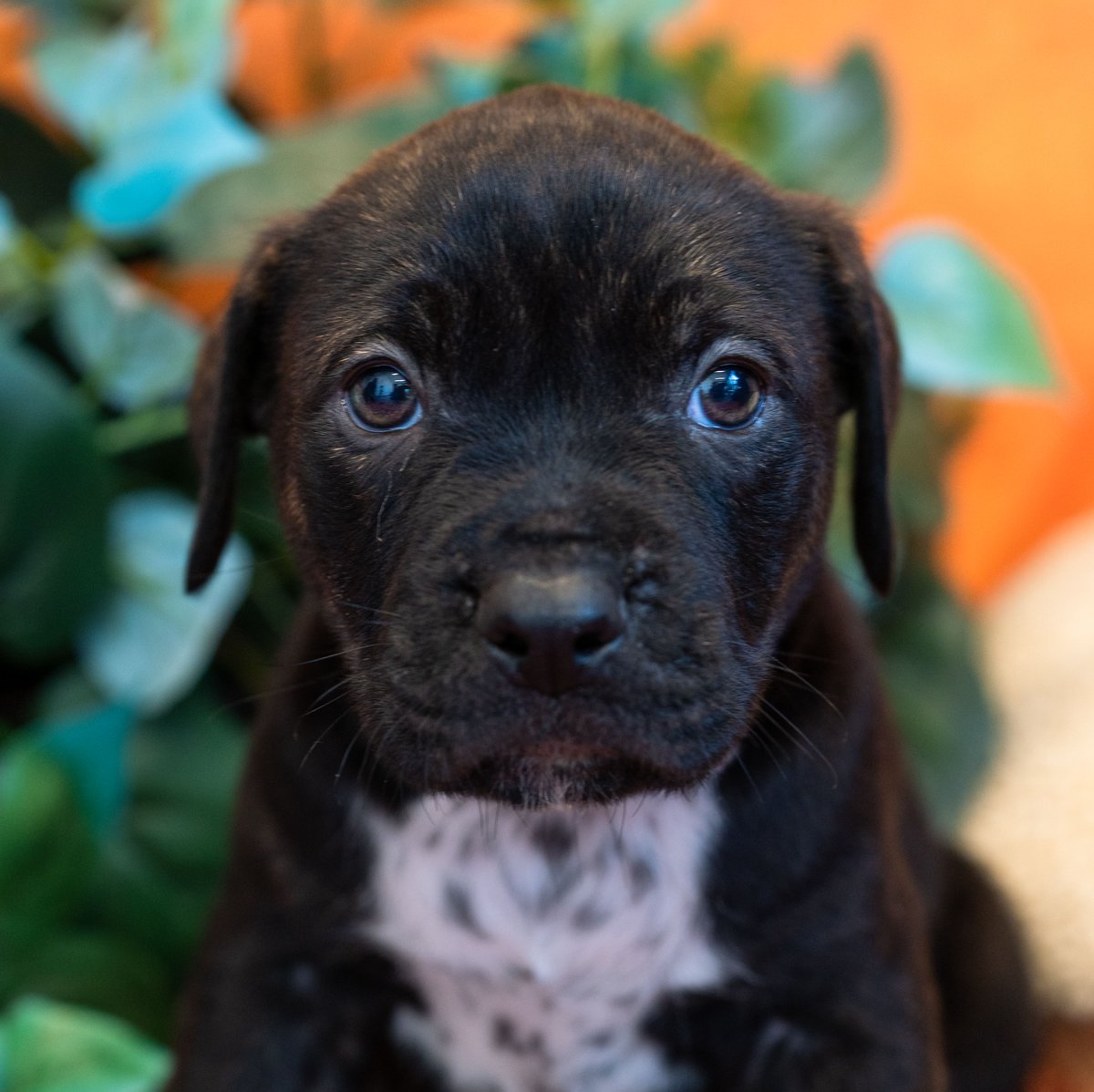 HWAC's tweet photo. As they say, life is great but CHEESE makes it better! 🧀 It's the final countdown until our Follow The Litter puppies become available as these cheesy #Cur #PlotHound blends are less than a week away from their big adoption day. (1/2) https://t.co/e661uBrbjW