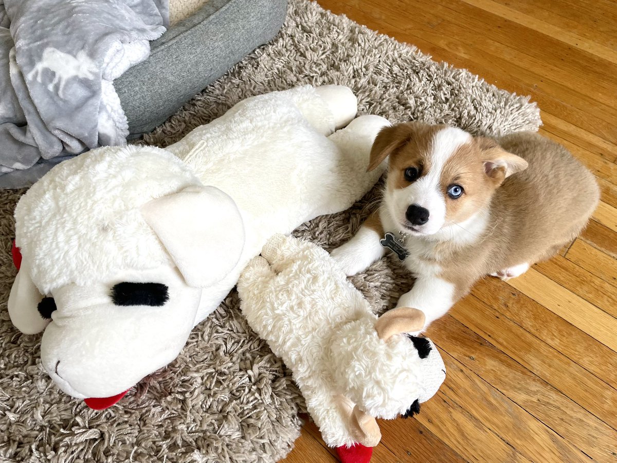 AdriiiFern's tweet photo. Conan at 8 weeks old vs 8 months old with his lamb chop. He’s older &amp; friskier now 🥲 https://t.co/QnMhbg07AM