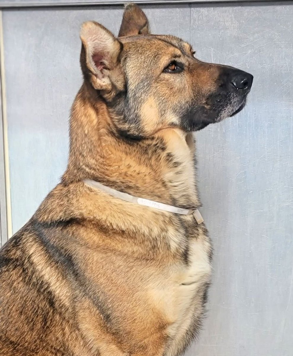 🆘 JODY 🆘 
Downey #CA ACC #A5415943 
Big 86 lb 3 &amp; 1/2 yo #GermanShepherd . Smart &amp; alert, but very shy. Would benefit from an experienced shepherd parent. ADOPTABLE, but can be killed any time for space 😲 Plz help - #PLEDGE #ADOPT #FOSTER RT 🙏 
AdoptDontShop #dogsoftwitter