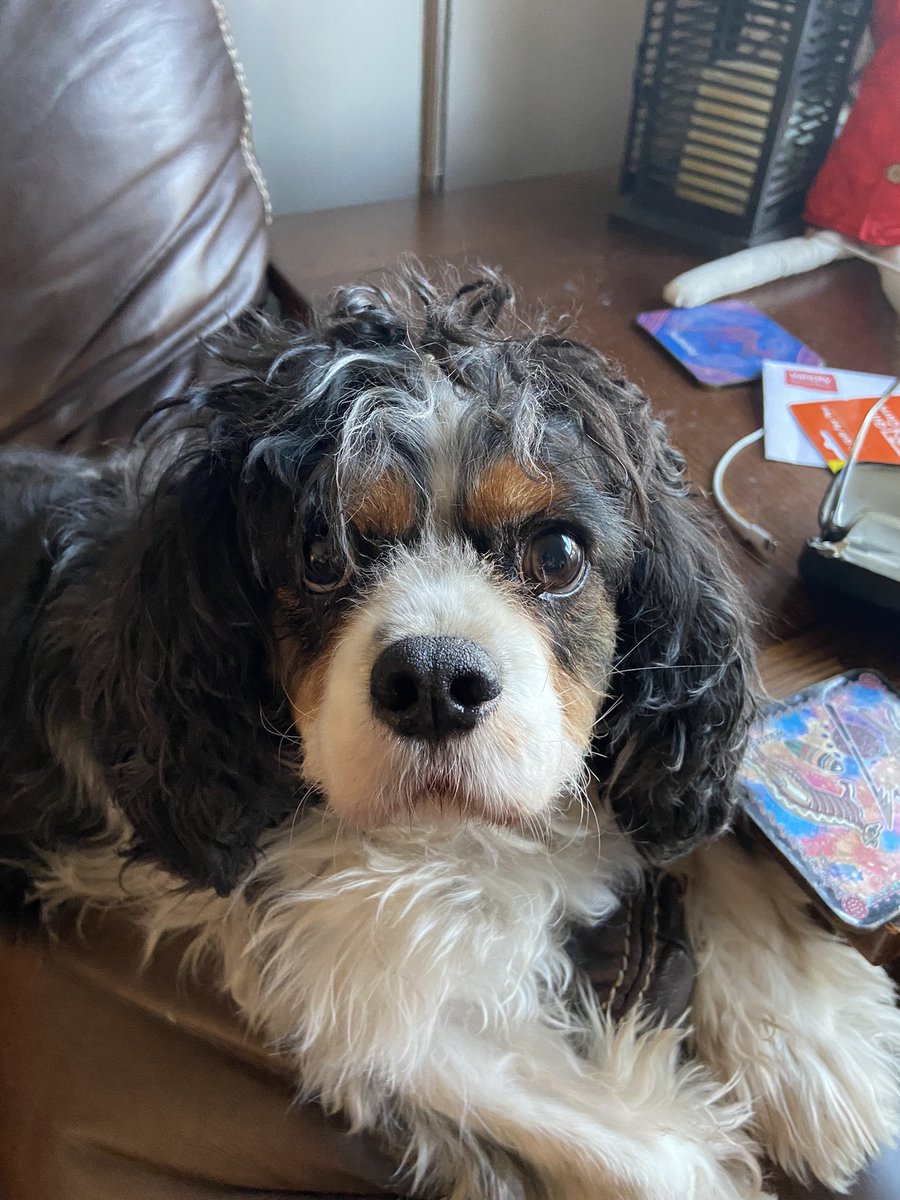 Dennis Green tweet media