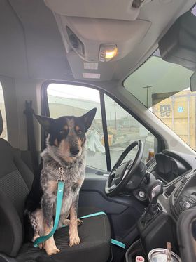 WarrenLost's tweet photo. @3kredholland @joeimel A guy named Robby Marshall has found your dog. I was waiting for contact info for him before I posted it on our Lost/Found site. I have messaged him with your phone # but you can message him as well at https://t.co/u02MjkQaJn. Thanks. https://t.co/ii6cFMbb9p