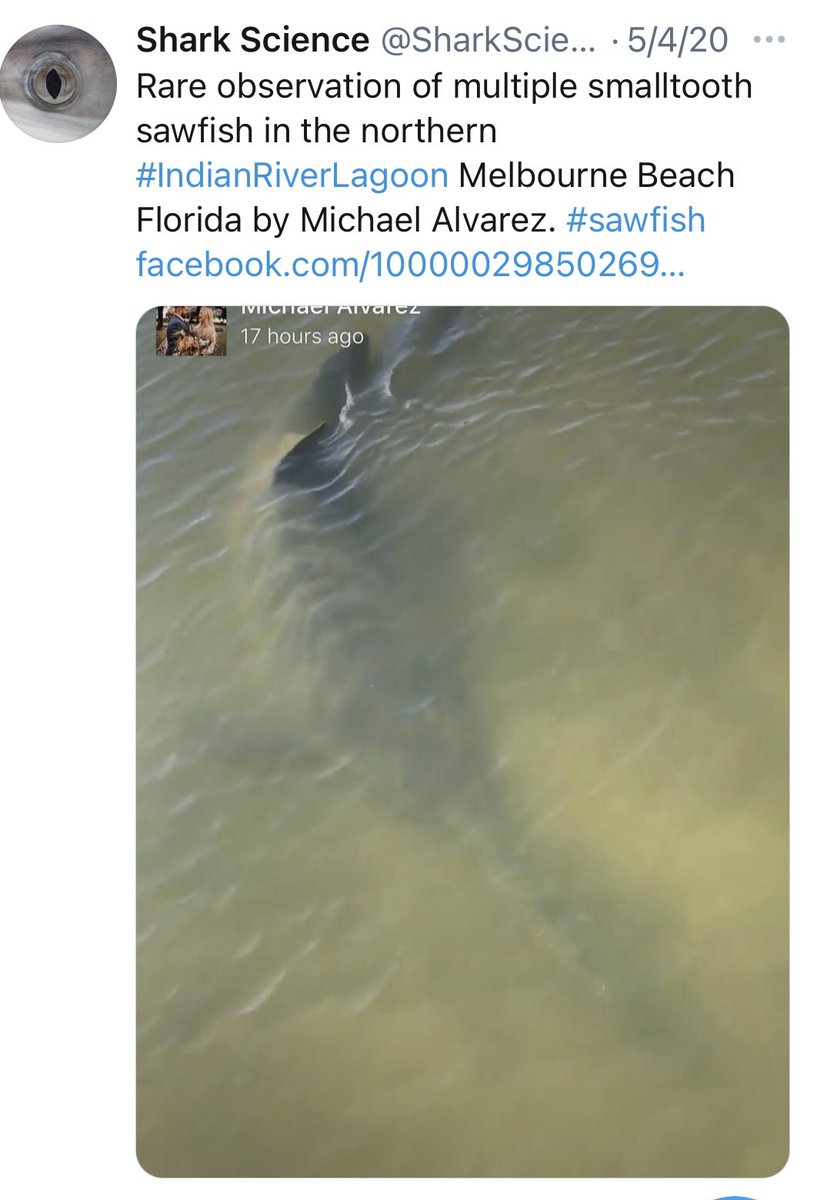 @USMPhillipsLab @saveourseas @USMArtsSciences @MS_INBRE @RyanLehman89 @MyFWC @USMSharkLab @soseusm @DrHulkFish @mike_mccallistr @SawfishRecovery