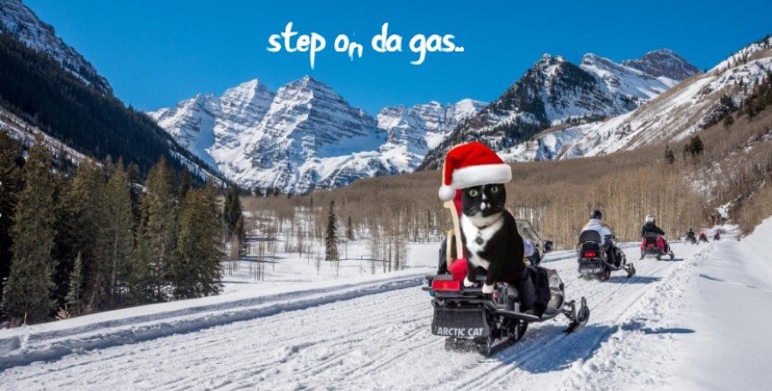 Angel 🌈 Captain Jerry - RIP 1.8.2013-17.6.2025 tweet media