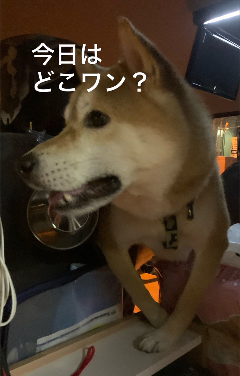 chofu0711's tweet photo. 柴犬ホクト、行き先ごとに表情が正直。＃柴犬　＃犬　#フワモコ部　#ふわもこ部　#犬のいる暮らし
#いぬすたぐらむ
#犬好きな人と繋がりたい
#犬バカ部
#ふわもこ部
#犬のいる生活
#いぬのきもち
#pecoいぬ部
#サンデイ
#犬種名
#puppy
#dogstagram
#dogoftheday
#doglover
#doglife https://t.co/b1QLenTRYq
