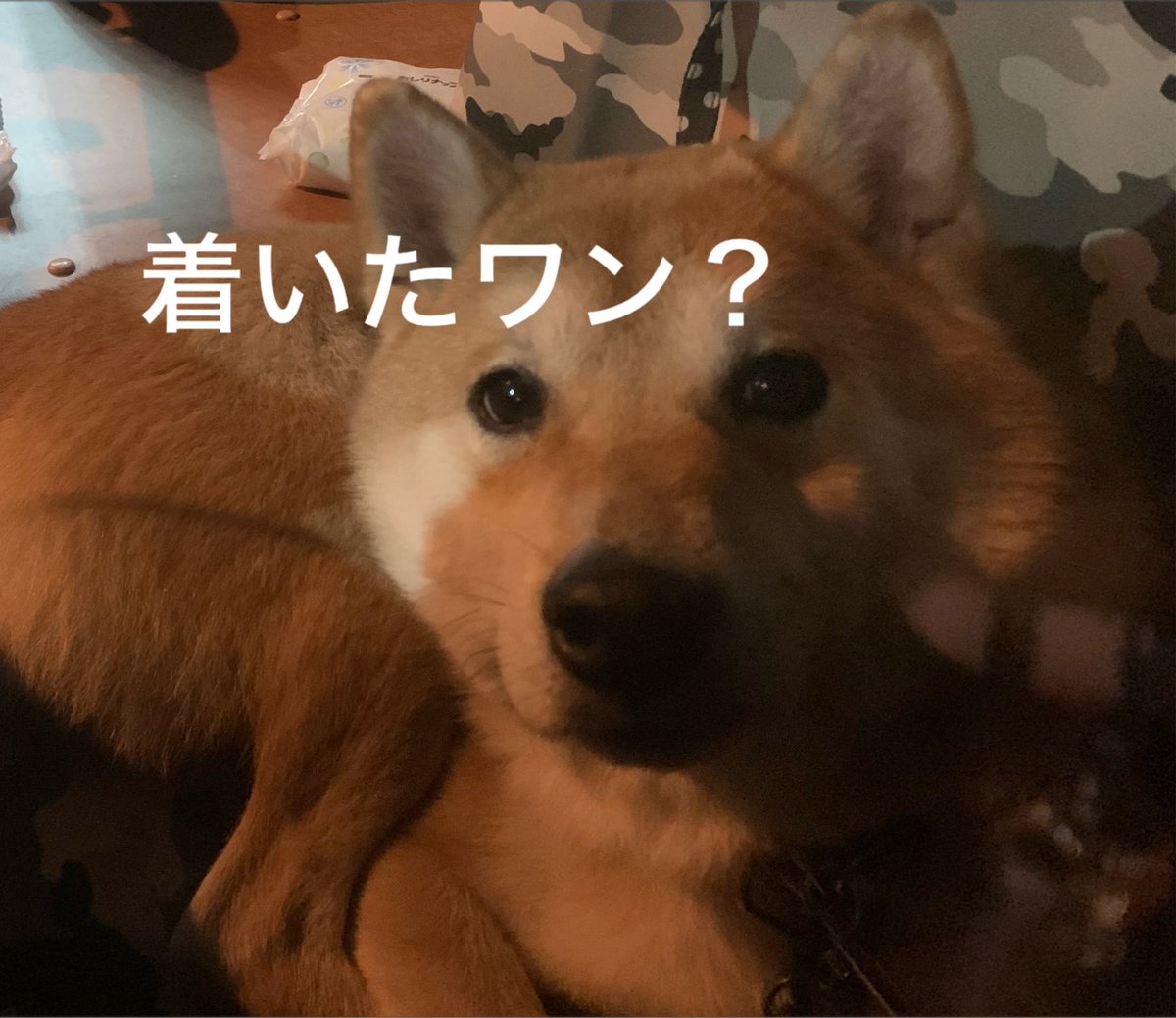 chofu0711's tweet photo. 柴犬ホクト、行き先ごとに表情が正直。＃柴犬　＃犬　#フワモコ部　#ふわもこ部　#犬のいる暮らし
#いぬすたぐらむ
#犬好きな人と繋がりたい
#犬バカ部
#ふわもこ部
#犬のいる生活
#いぬのきもち
#pecoいぬ部
#サンデイ
#犬種名
#puppy
#dogstagram
#dogoftheday
#doglover
#doglife https://t.co/b1QLenTRYq