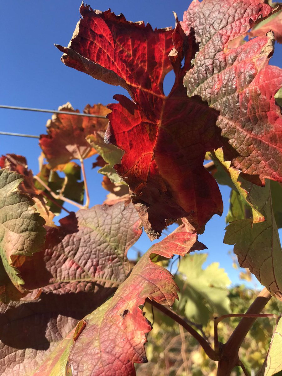 #otoño2021 #viñedo #bodega #Atpvinosyfamilia #bajacalifornia #valledeguadalupe #vinoboutique #FamilyBusiness @AlexMacias2203