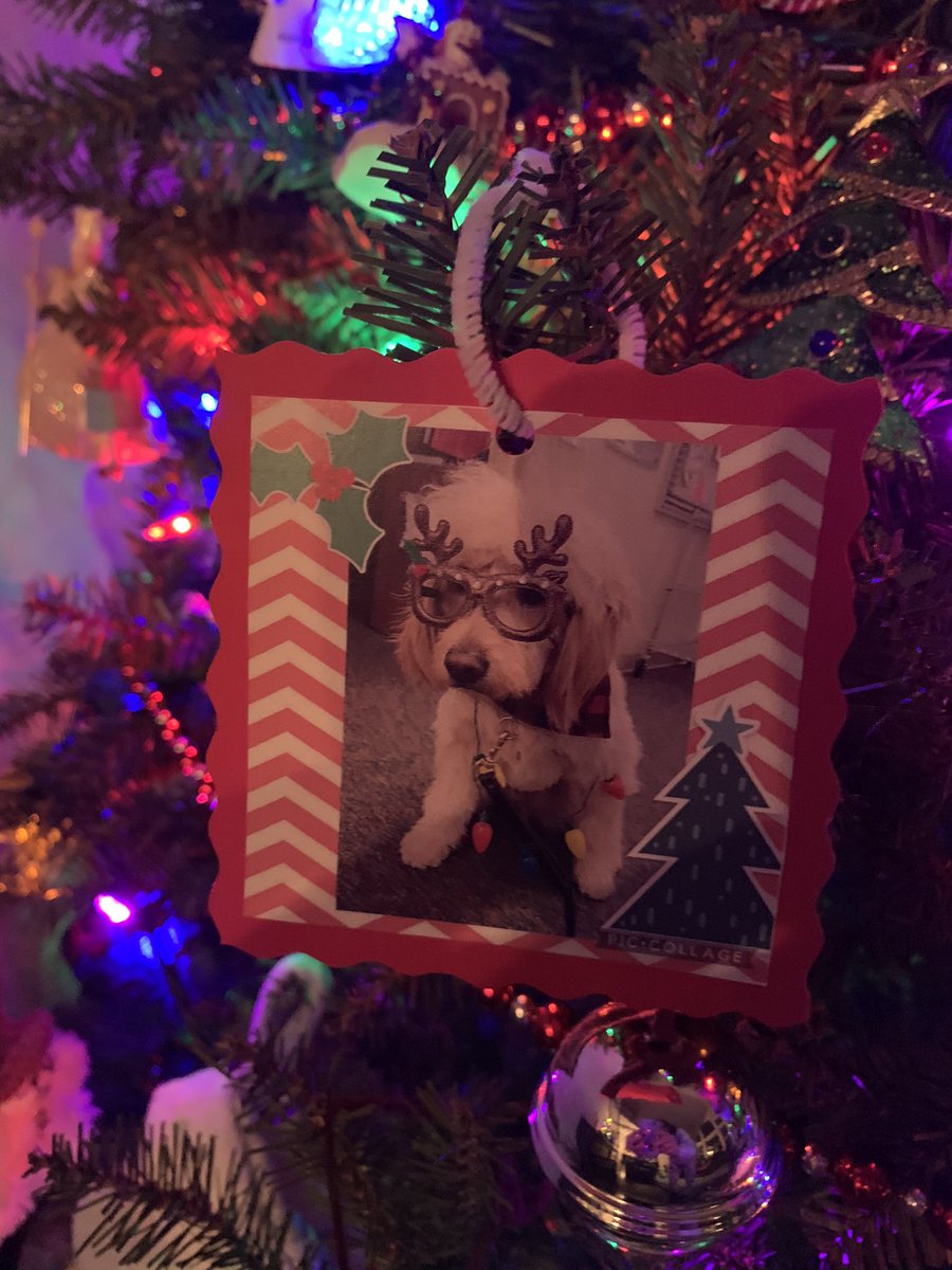 MECC_Counselor2's tweet photo. Have you ever seen anything cuter?!? Shinerβs ornaments turn out great & brought lots of smiles to little faces! Who doesnβt love a dog in glasses! π πΎ π #Shinerlove #MVP #MostValuablePup #MECCtacularmoments @schatzj9 @Katie_Fuller11 @MrsBly_MECC https://t.co/NsK71mIVBJ