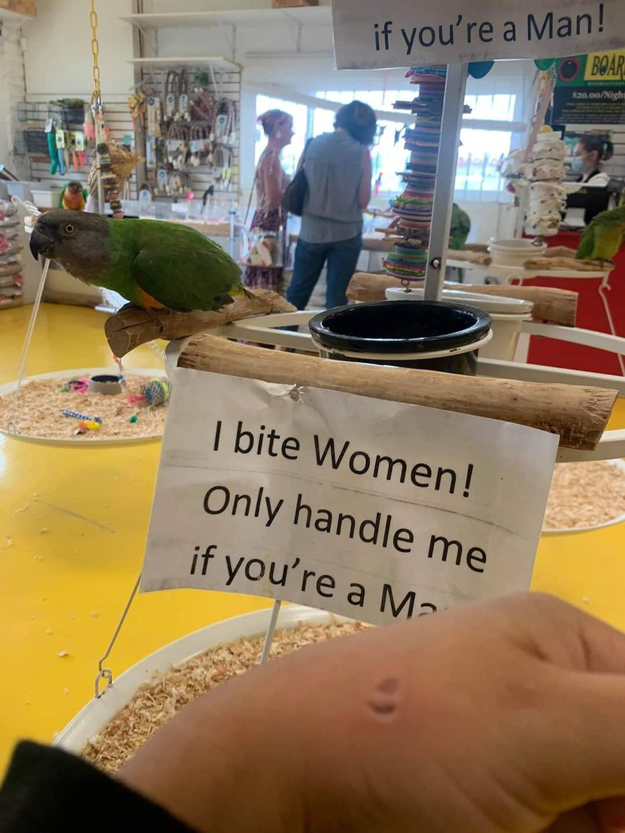 1lexxi's tweet photo. trans accepting misogynist parrot https://t.co/l3n35GrahB