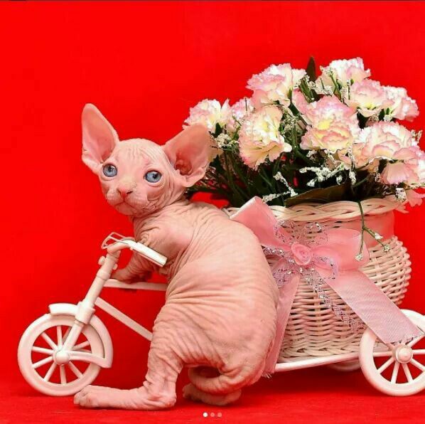 MinkSphynx tweet picture