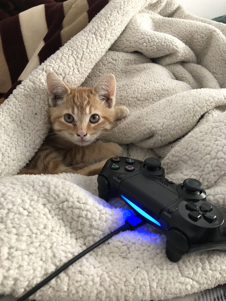 catsforivan's tweet image. !!!  newest family member