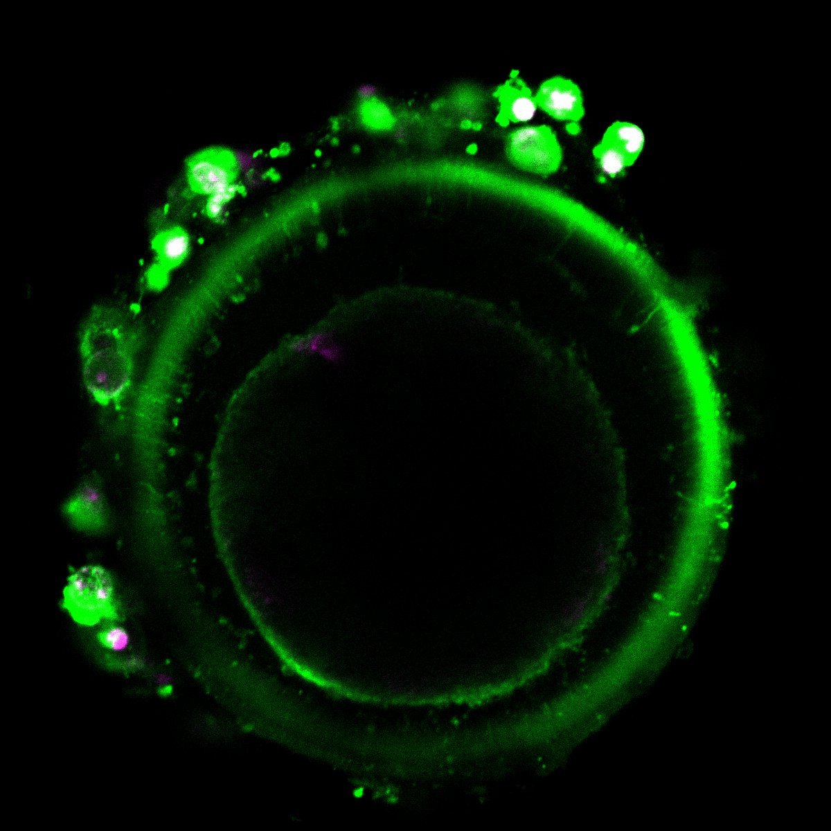 Collecting some new data of Bovine oocytes. These new techniques are so cool! (Photo Credit: Iqra Azam)