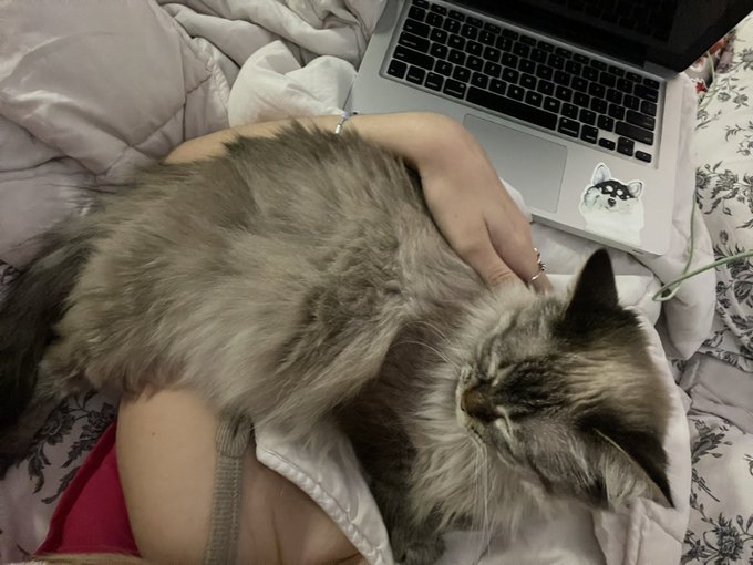 kitty https://t.co/YrFZcQrA0Y