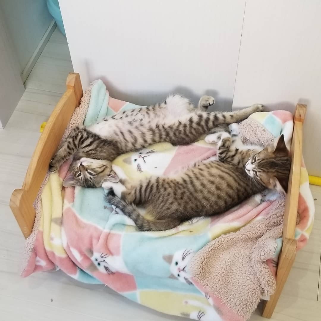 猫カフェnya Go にゃーご 公式 Since Twitter