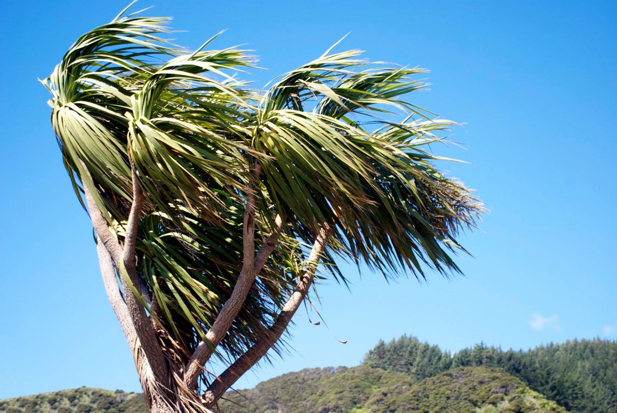 <a href="/MetService/">MetService</a> has issued a Strong Wind Warning for Dunedin from 3am Mon to 7pm Tues, 21 December.

Strong wind gusts could damage trees, powerlines &amp; unsecured structures. Driving may be hazardous, especially for high-sided vehicles &amp; motorcycles.

More: bit.ly/3e5lwA4