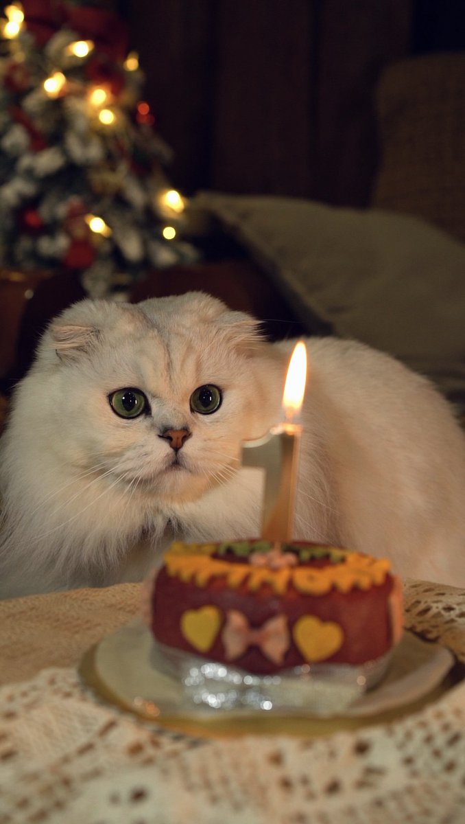 Today is Gina's birthday. Happy birthday, my little sister😽🎂😽🎂😽

#CatsOfTwitter 
#Christmas 
#猫