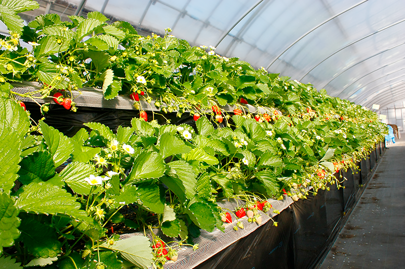 相葉いちご園 Aiba15 Twitter