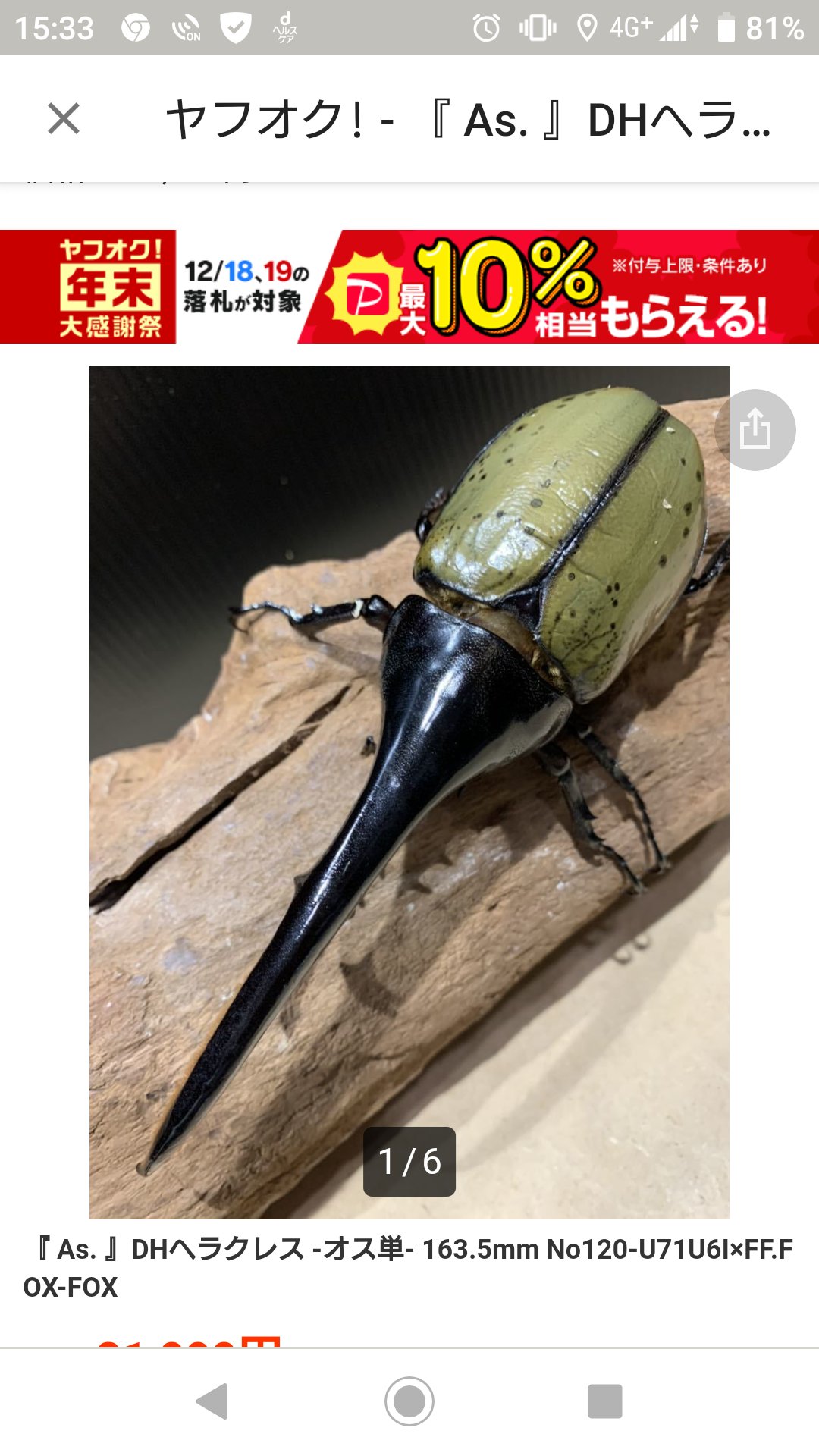 福袋セール Dhヘラクレス 173mm 標本用 虫類用品 Www Ronatec Com Br