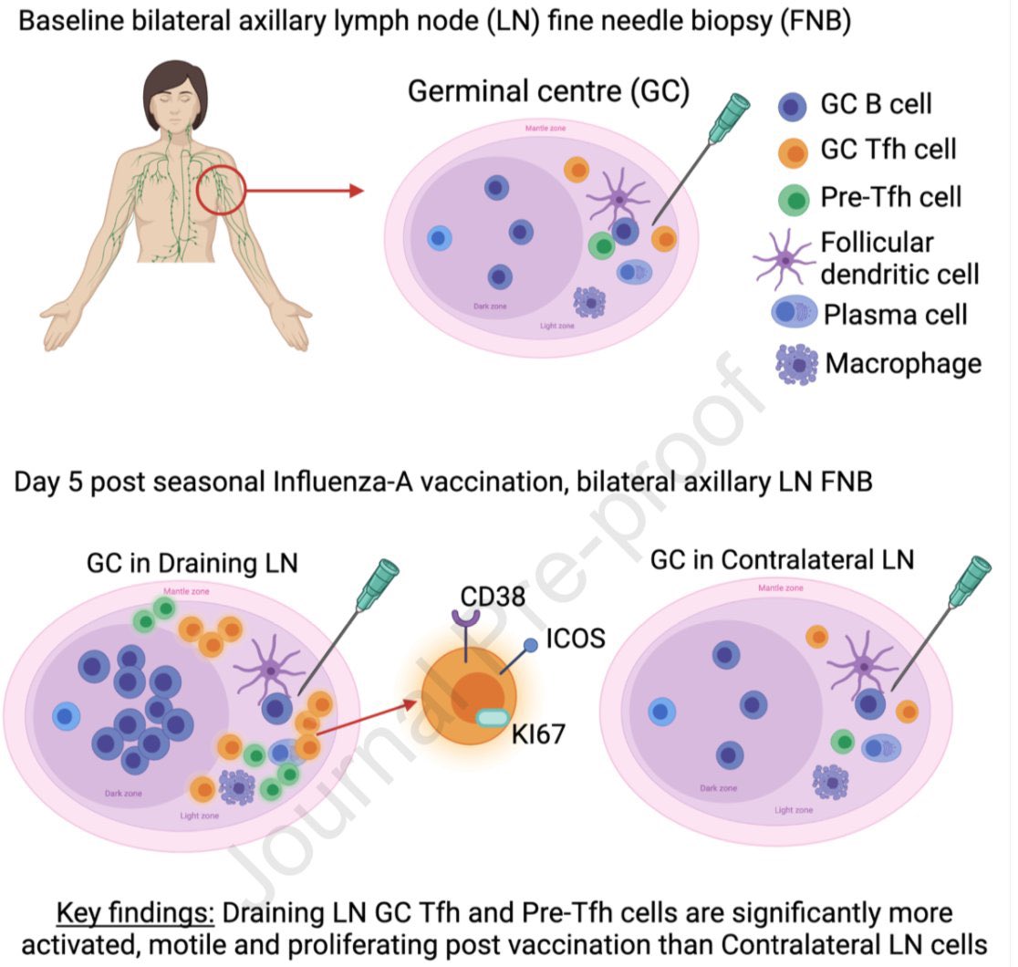 My first, first author research paper is finally out!! 🤩 <a href="/mezzam/">Mee Ling Munier</a> <a href="/KirbyInstitute/">Kirby Institute, UNSW</a> <a href="/iScience_CP/">iScience journal</a> 

Early expansion of CD38+ICOS+ GC Tfh in draining lymph nodes during influenza vaccination immune response.

cell.com/iscience/fullt…