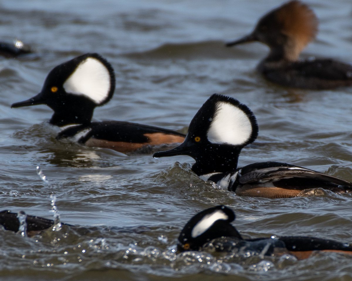 #hoodedmergansers