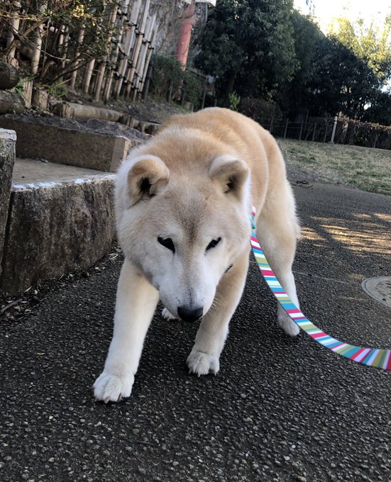 歩いてるだけで道行く人に褒められる17歳だよ おばあちゃん柴犬のしっかりとした足取りに元気をもらう ねとらぼ