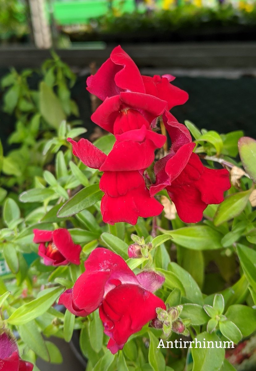 Good morning everyone and happy Sunday, today's photo is of an Antirrhinum, these plants prefer full sun to partial shade and moist well drained soil, colours include green, red, orange, yellow, white and pink, they are non toxic to both cats and dogs, have a lovely day 🌲😊🌞xx