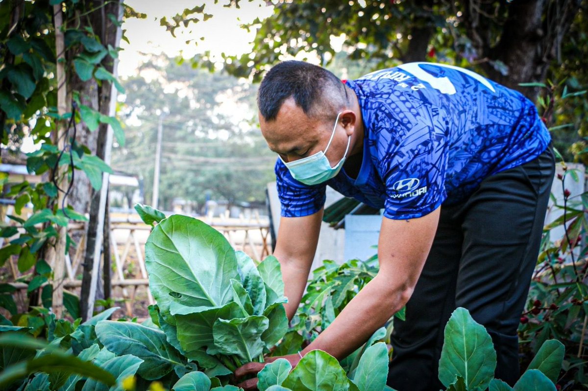 why_thahan's tweet photo. 🥒บ้านนี้มีรัก...ปลูกผักกินเอง🥦

🪖ร.8 พัน.1 ดำเนินโครงการ บ้านนี้มีรักปลูกผักกินเอง ในพื้นที่บ้านพักของหน่วยเพื่อน���ผลผลิตที่ได้ไว้สำหรับประกอบอาหารในครัวเรือน

#ทหารมีไว้ทำไม https://t.co/B8NxXbJ5hT
