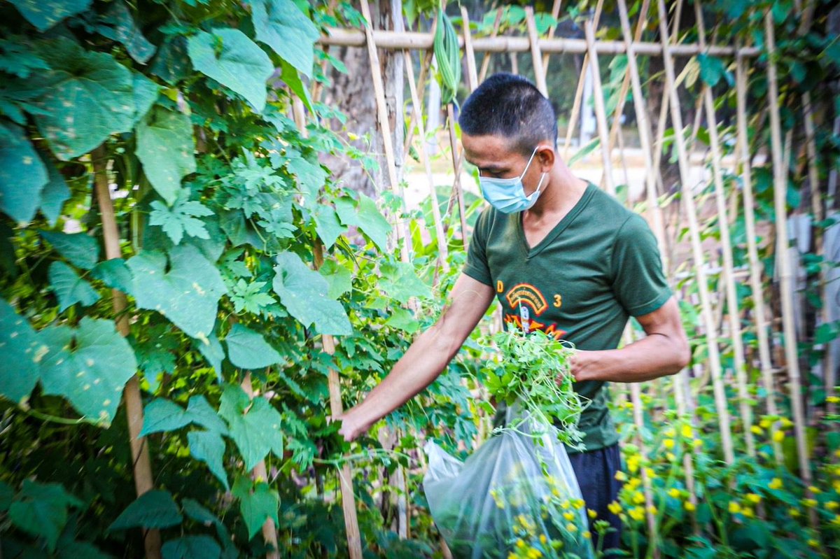 why_thahan's tweet photo. 🥒บ้านนี้มีรัก...ปลูกผักกินเอง🥦

🪖ร.8 พัน.1 ดำเนินโครงการ บ้านนี้มีรักปลูกผักกินเอง ในพื้นที่บ้านพักของหน่วยเพื่อน���ผลผลิตที่ได้ไว้สำหรับประกอบอาหารในครัวเรือน

#ทหารมีไว้ทำไม https://t.co/B8NxXbJ5hT