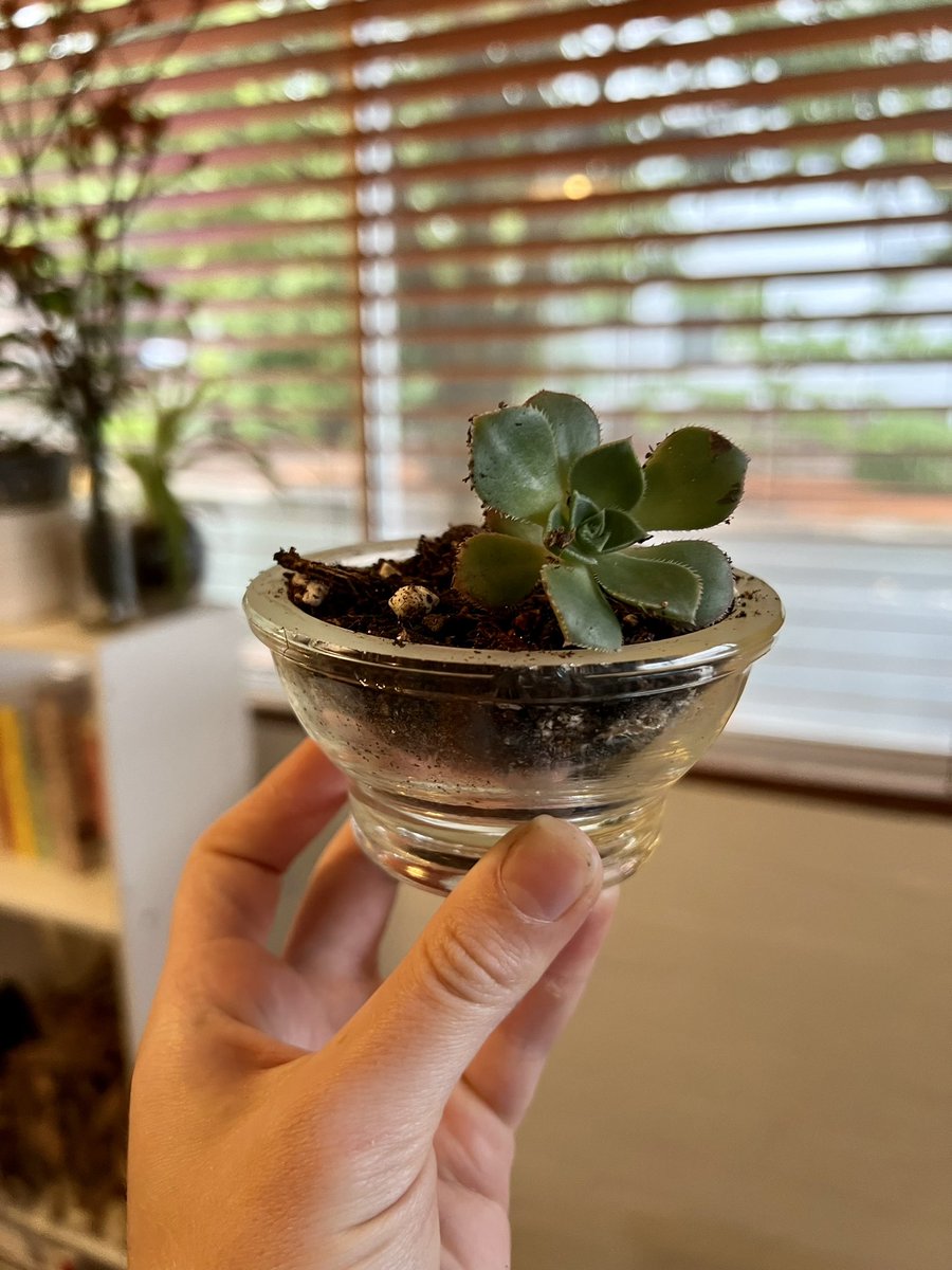 Best part of being a backyardless gardener is still being able to garden in the midst of a storm 🌧 old scientific glassware makes for great planters!