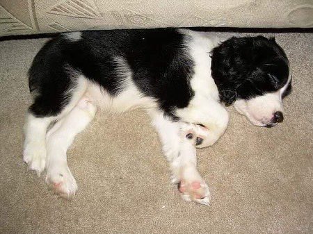 Notrandymoss's tweet image. #doggo 14 years later still sleeps the same exact way.