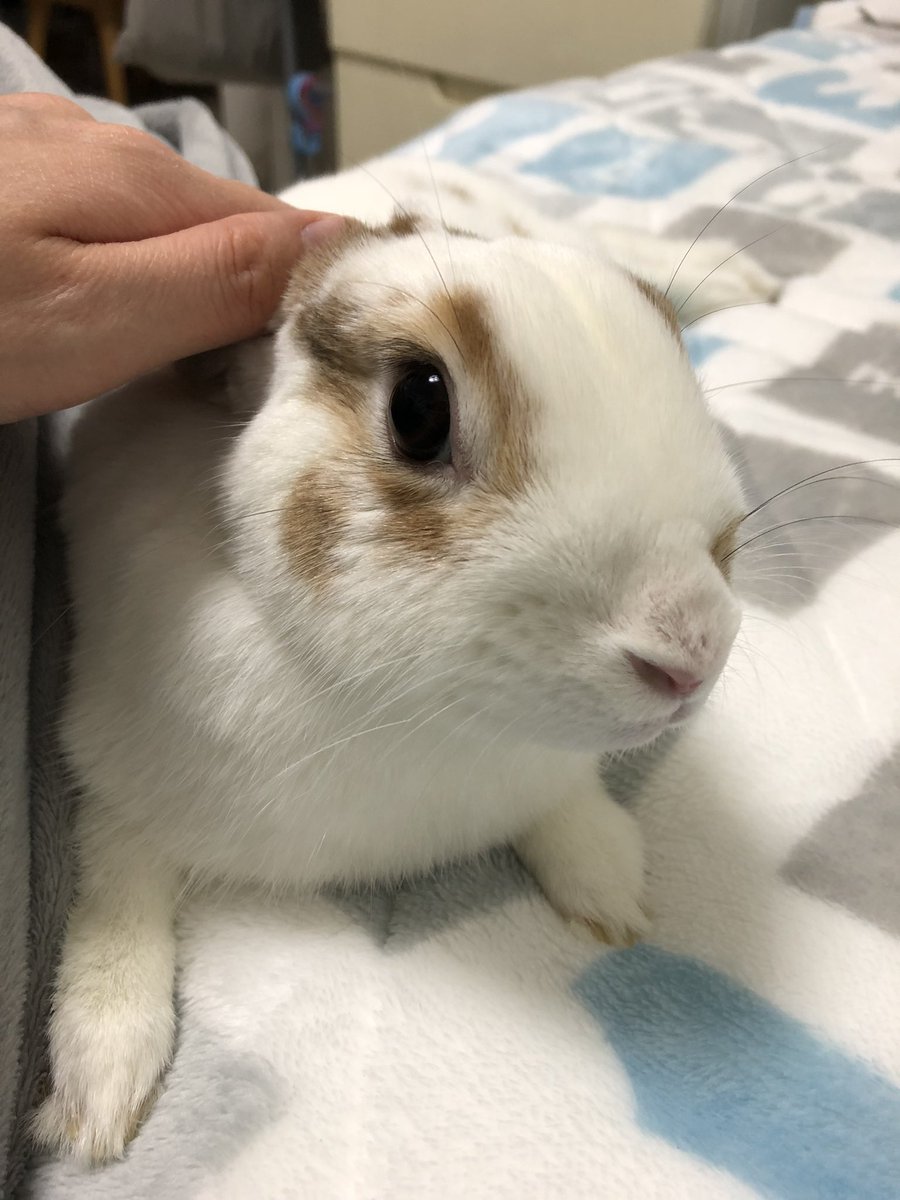 moco_0911_moco's tweet photo. 飼い主の足に寄り添う
もこちゃん🐰💓💓

あー、可愛い！！癒し！！ https://t.co/k2wDbKXZse