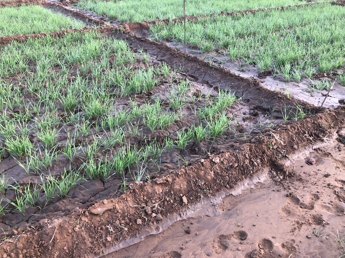 rameshraliya's tweet photo. Why do we need #nanotechnology in #medicine &amp; #agriculture sector? 

To minimise losses and off target impacts of their input. 

DYK

>80% of the #medicine doses, taken IV for brain, do not reach to their target site.

>70% of applied N &amp; P #Fertilizer not utilised by the plants. https://t.co/ATc7YVfCSS