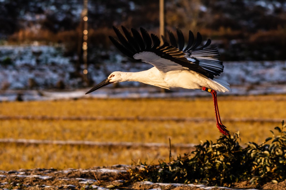 s7t73pf71's tweet photo. 今日のコウノトリ、続きです。
#コウノトリ #野鳥 #d500 #島根県 #雲南市
#j0135 #J0144 #j0051 https://t.co/m44WuuXfZf
