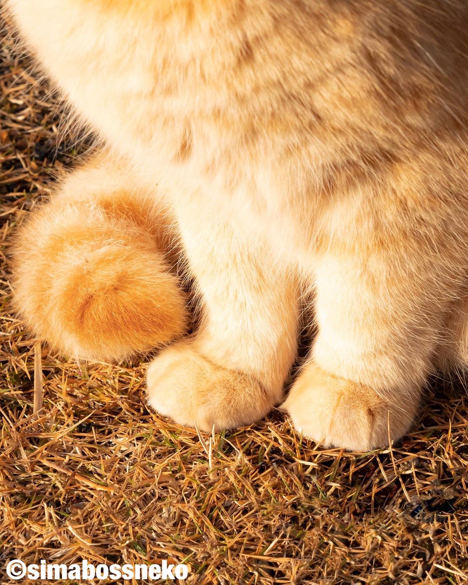 ふわふわのクリームパン🐾✨ Cute Paws!