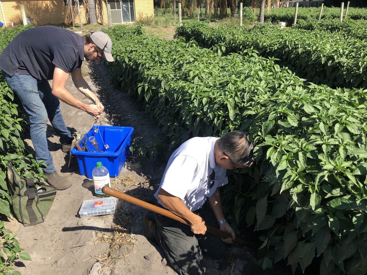 AUSVEG's tweet photo. In this #WA extension update, #VegNET RDO Truyen Vo discusses the results from digital soil moisture monitoring that was conducted in tomato & chilli crops + the challenges that #vegetable growers can face when setting up their systems > https://t.co/ss97B2ZkHy
#ausveg https://t.co/R9kBhfCmCj
